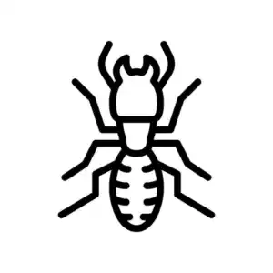 Termite control and treatment by Bug Off Exterminating Services