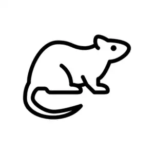 Rodent control and extermination services by Bug Off Exterminating Services