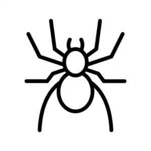 Spider pest control services by Bug Off Exterminating Services